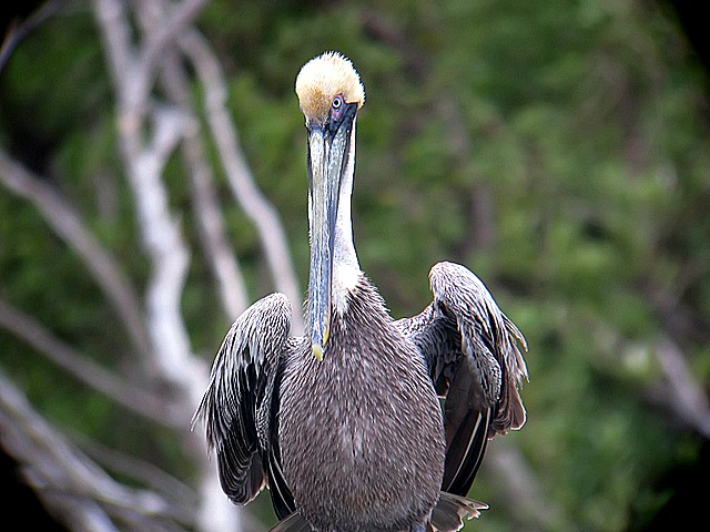 pelican