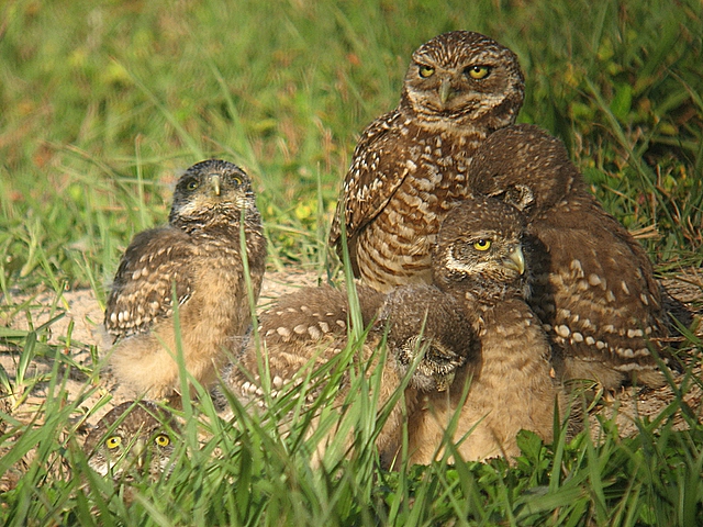 adult and five young burrowing owls