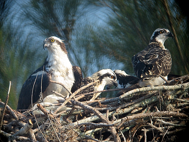 osprey family