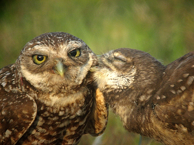 adult and juvenile burrowing owls