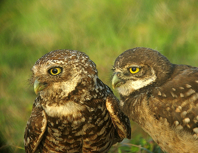 burrowing owls