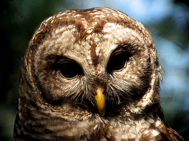 barred owl