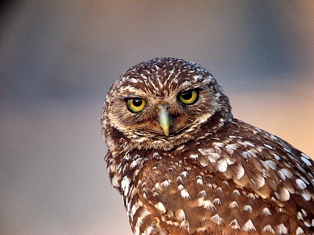 burrowing owl