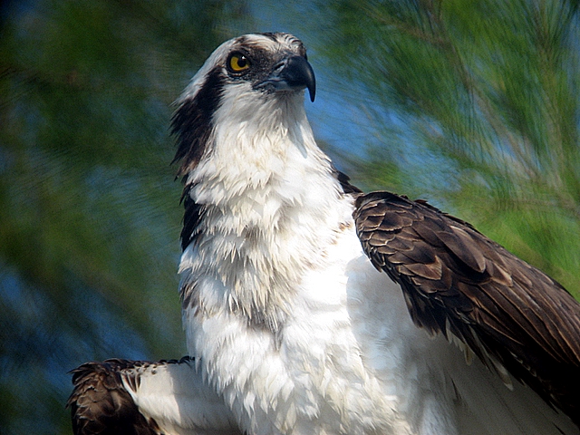osprey
