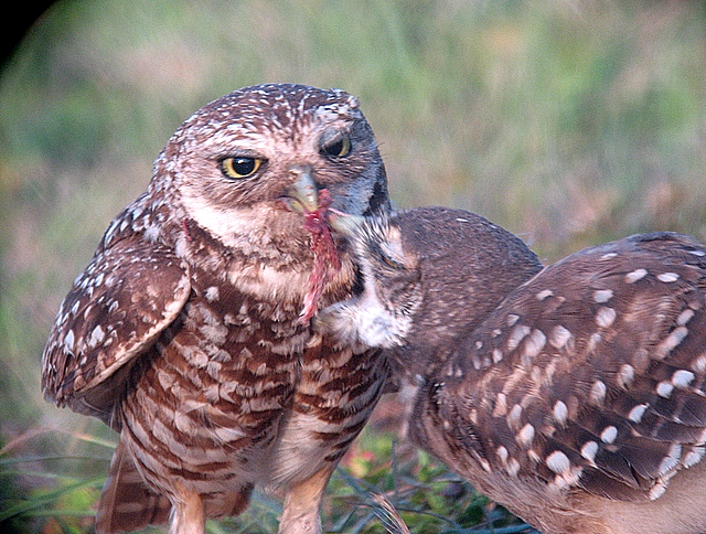 adult burrowing owl fedding juvenile