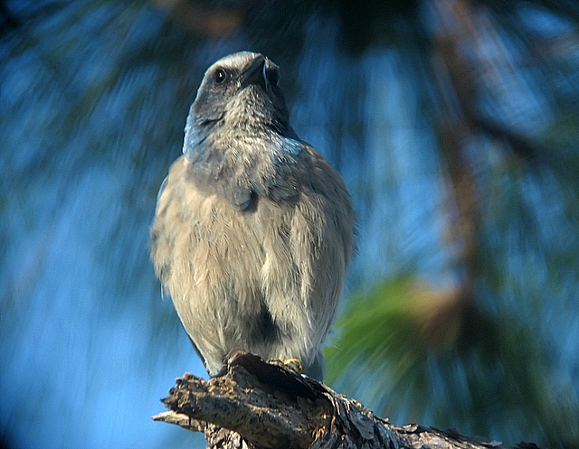 florida scrubjay