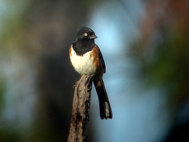 Towhee