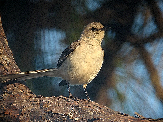 Mockingbird