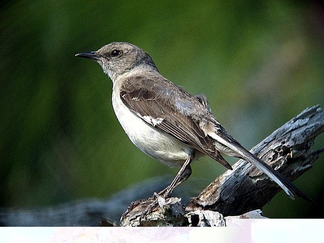 Mockingbird