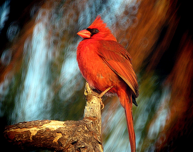 Cardinal