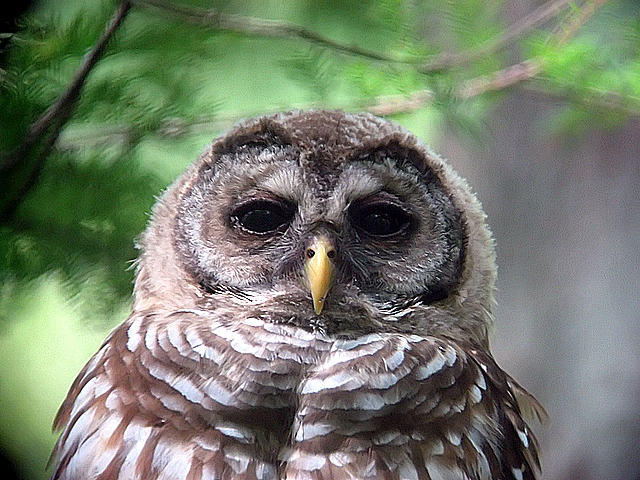 juvenile barred owl