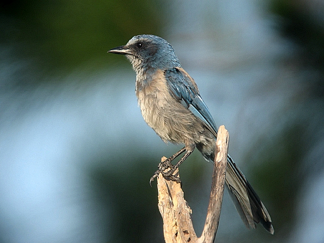 Florida Scrubjay