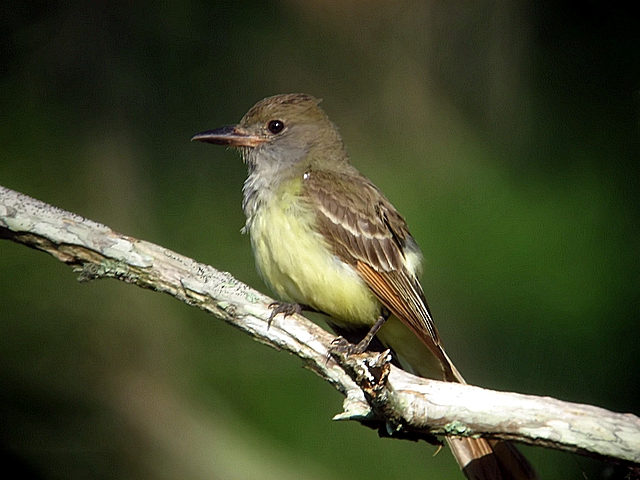 Crested Flycatcher