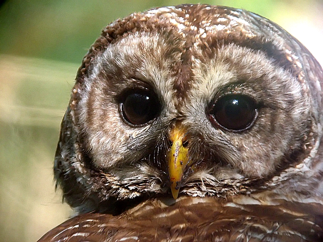 adult barred owl