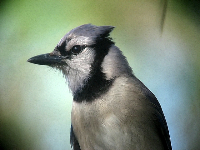 Bluejay