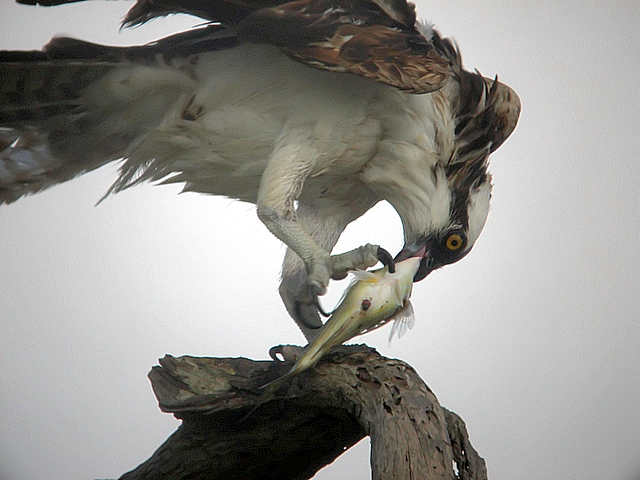 Osprey