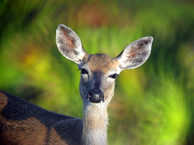 Doe