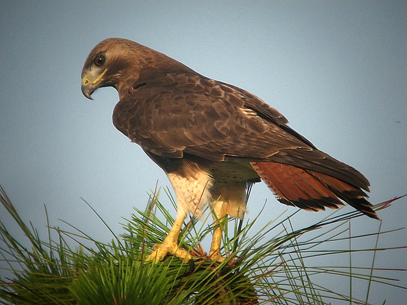 Retail Hawk