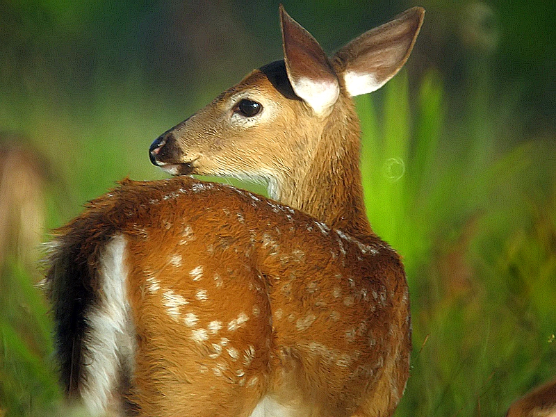 Fawn
