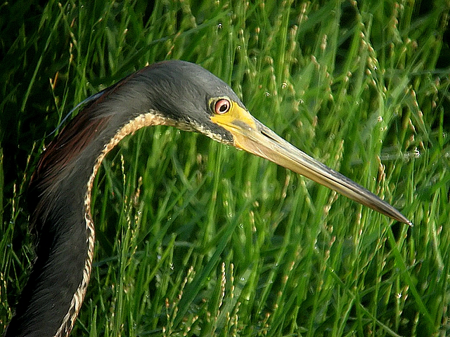 tri-color heron