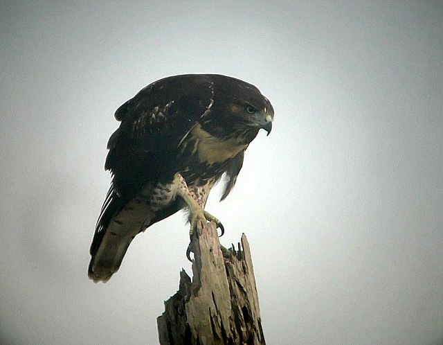 Retail Hawk in the fog