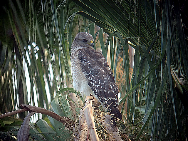 red shoulder hawk