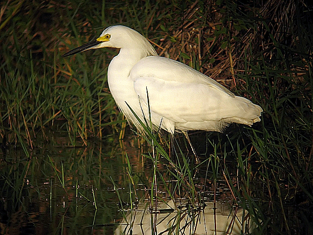 snowy egret