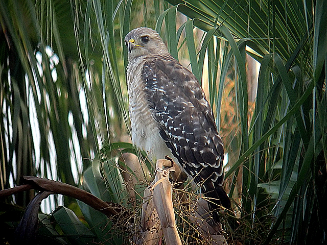 red -shoulder hawk