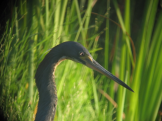 tri-color heron