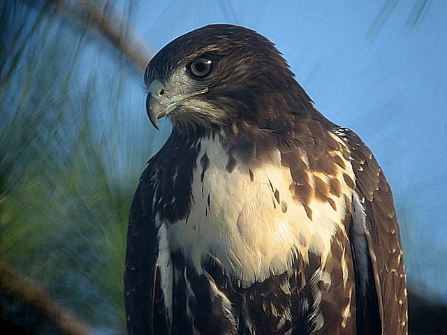 redtail hawk