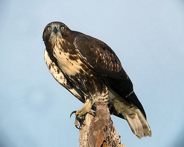 redtail hawk