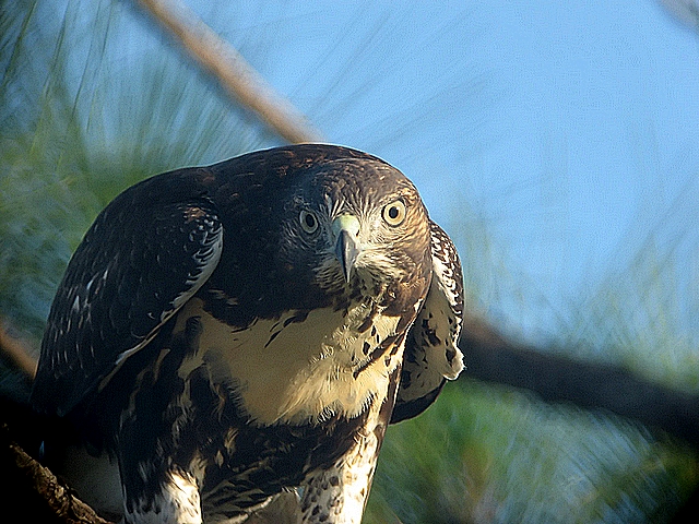 redtail hawk