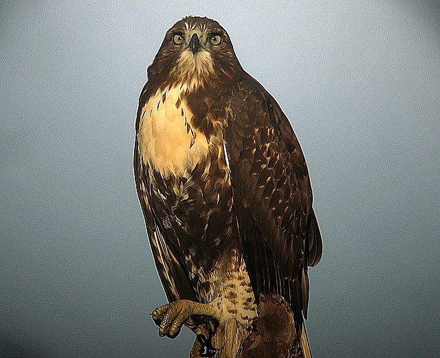redtail hawk