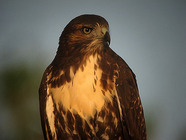 redtail hawk at dawn
