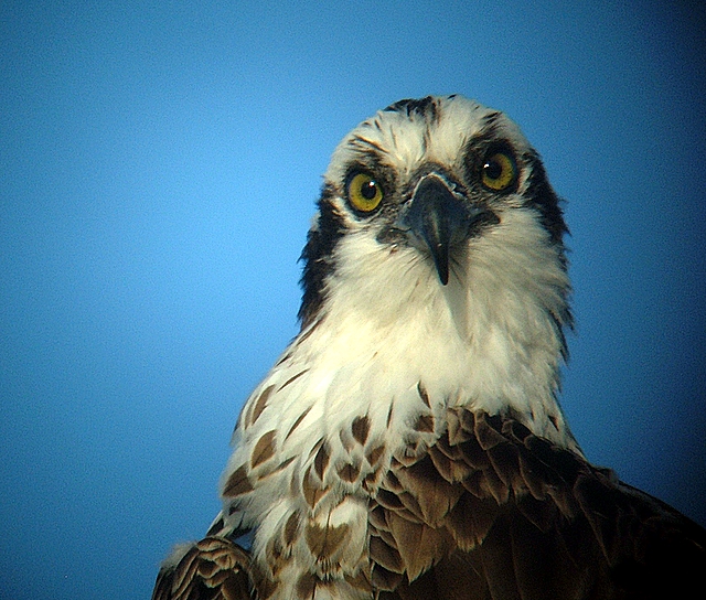 Osprey