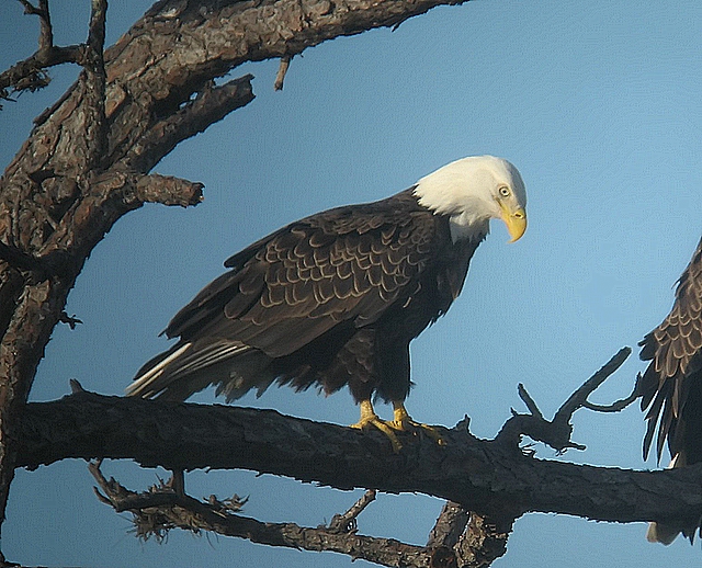 Bald eagle