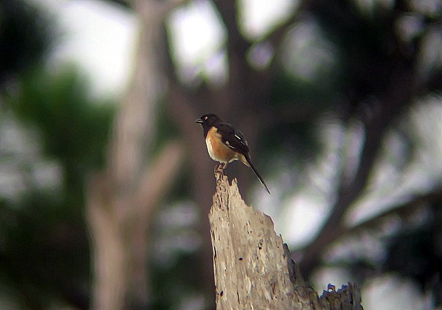 towhee