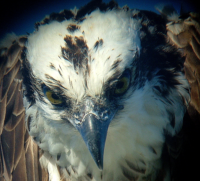 Osprey