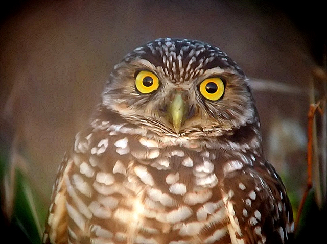 Burrowing owl