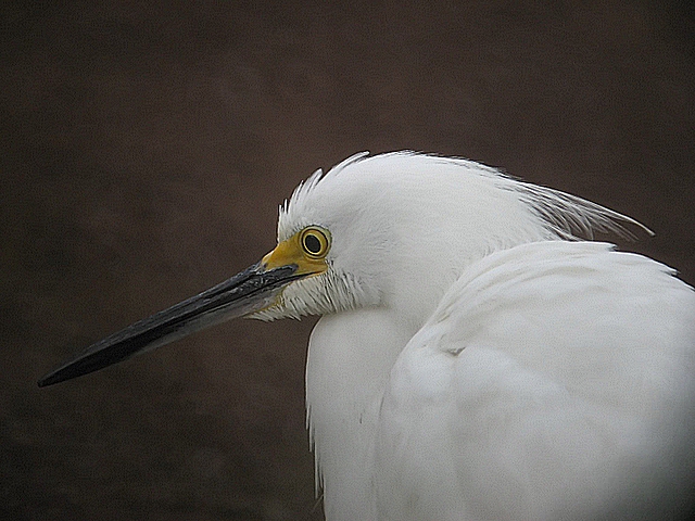 Egret