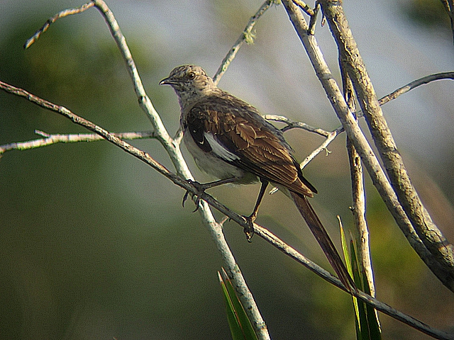 Mocking Bird