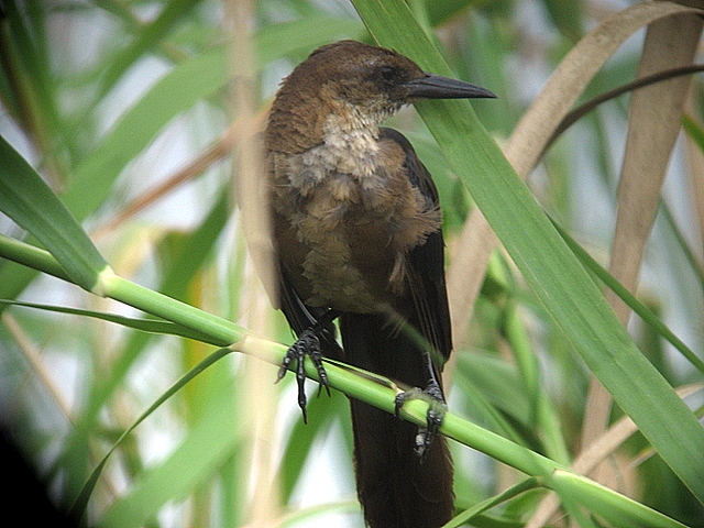 Cowbird
