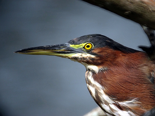 green back heron