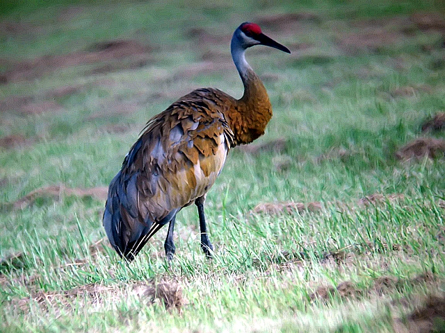 sandhill crane