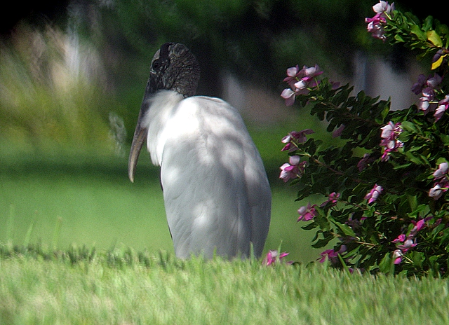 woodstork