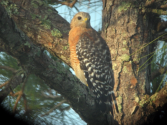 Red shoulder hawk