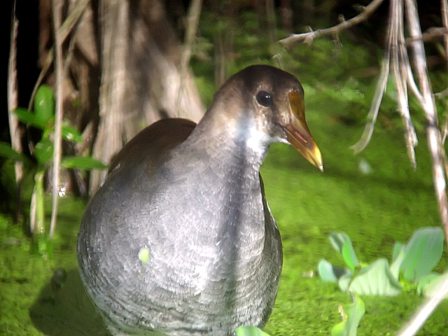 Female Gallinule