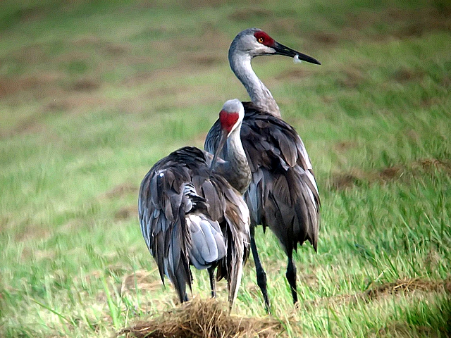 sandhill cranes