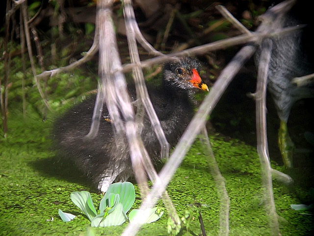 juvenille gallinule