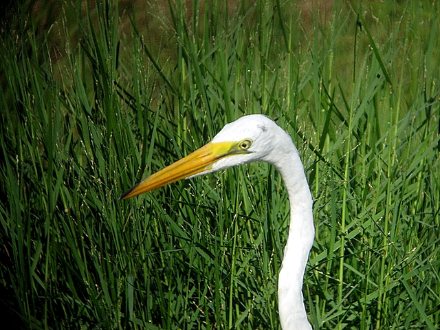 great egret